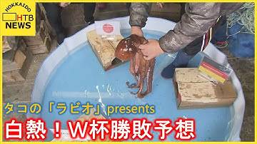 地元漁師も記者も白熱！北海道小平町のタコ「ラビオくん」によるサッカーＷ杯・日本代表の勝敗予想！