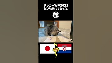 予言猫！??vs??サッカーワールドカップの勝敗を予想してもらった⚽️